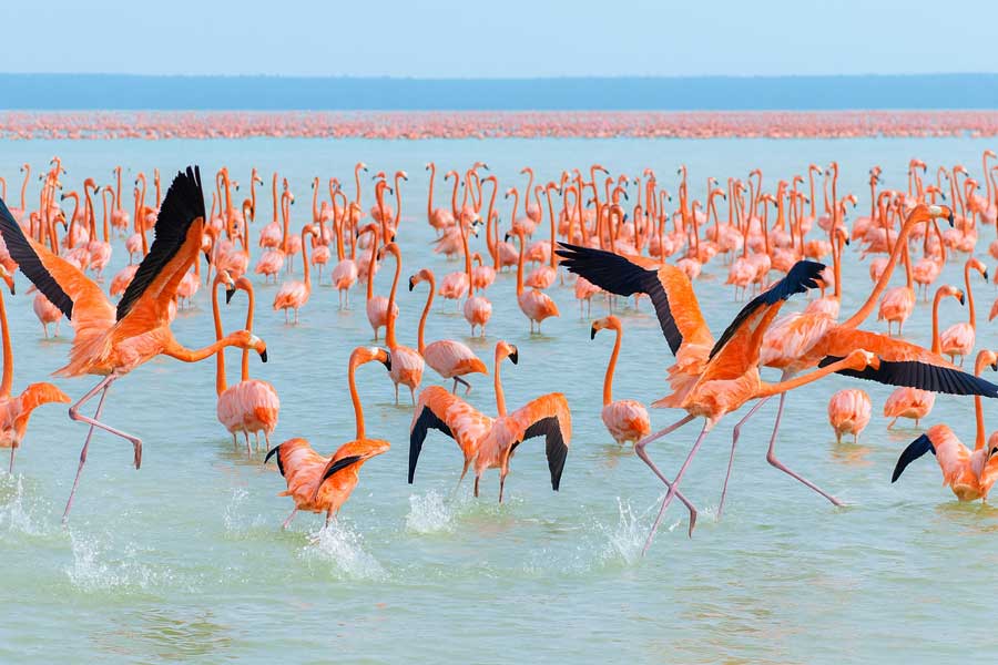 Flamingos de Celestún Yucatán