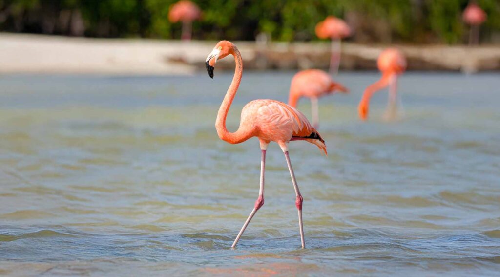 Sisal Yucatán: Pueblo Mágico, Playa, Flamencos